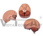 Brain Model, 2 part